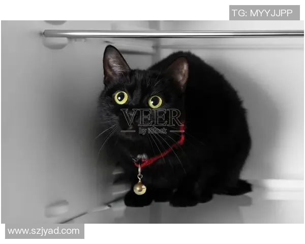 足球明星与他们的黑色宠物猫：球场外的温馨时刻与独特陪伴